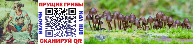 Галлюциногенные грибы Cubensis  Черемхово 
